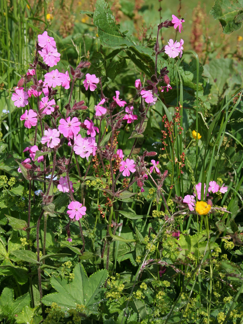 Nelken, Sauerampfer, Frauenmantel u.a. (IMG_7121_ji)