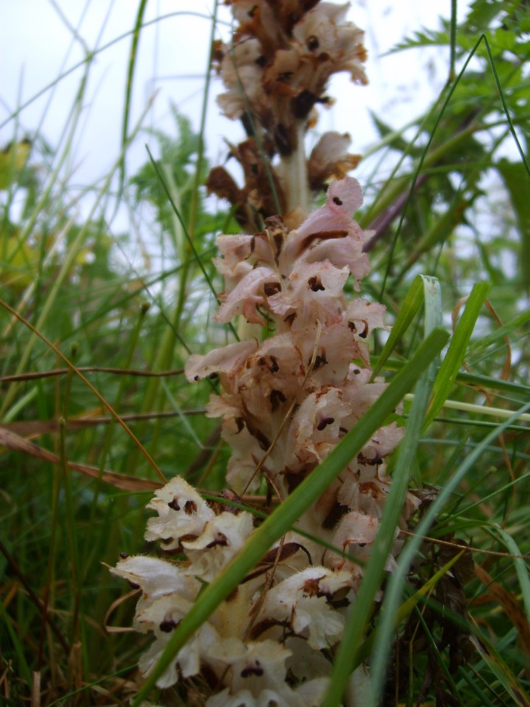 Nelken Sommerwurz (Orobanche caryophyllacea) 2008 bei Brilon/Sauerland