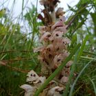 Nelken Sommerwurz (Orobanche caryophyllacea) 2008 bei Brilon/Sauerland