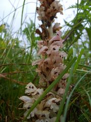 Nelken Sommerwurz (Orobanche caryophyllacea) 2008 bei Brilon/Sauerland