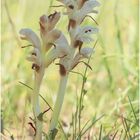 Nelken-Sommerwurz (Orobanche caryophyllacea)......