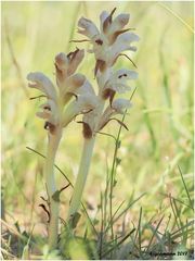 Nelken-Sommerwurz (Orobanche caryophyllacea)......