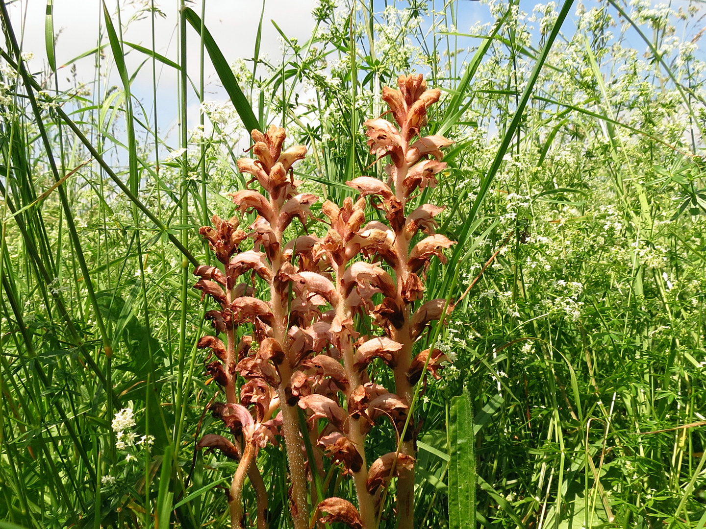 Nelken-Sommerwurz (Orobanche caryophyllacea),