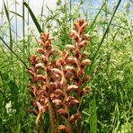 Nelken-Sommerwurz (Orobanche caryophyllacea),