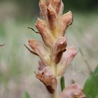 Nelken-Sommerwurz (Orobanche caryophyllacea)