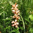 Nelken-Sommerwurz (Orobanche caryophyllacea),