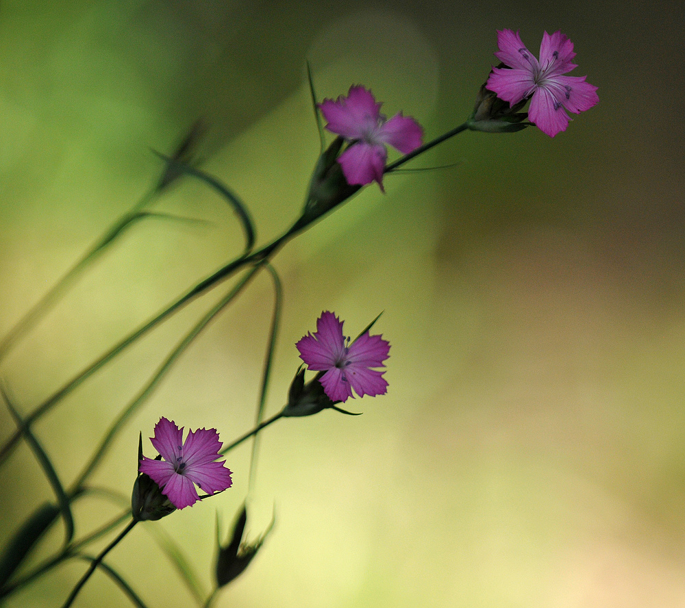 Nelken – Violett am Wegesrand