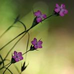 Nelken – Violett am Wegesrand