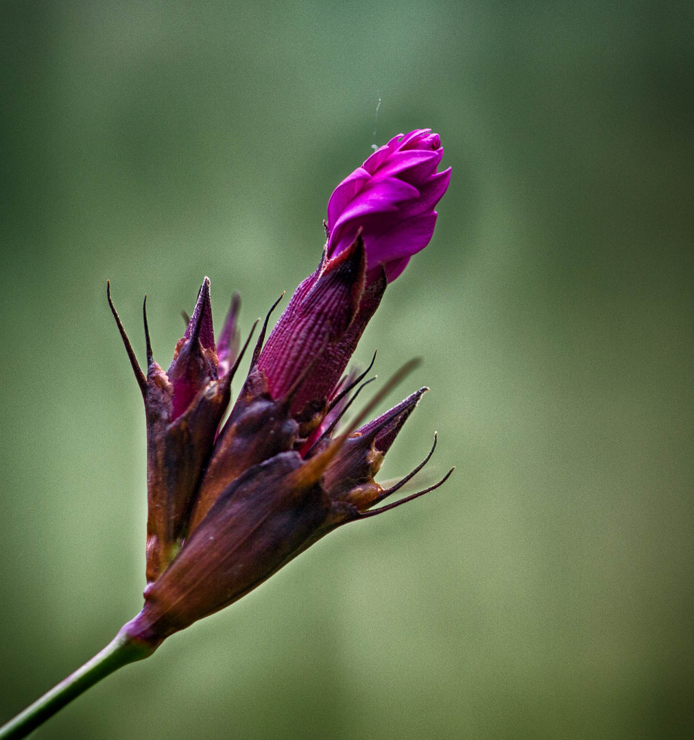 Nelkenblüte