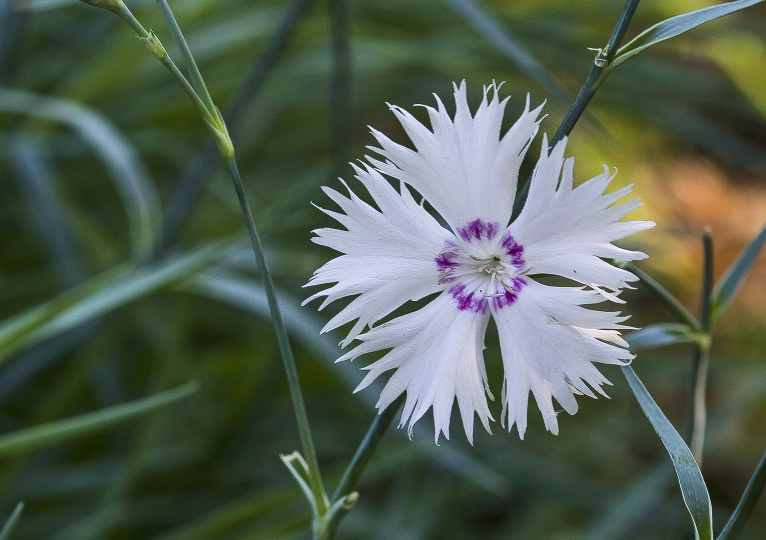 Nelkenblüte...