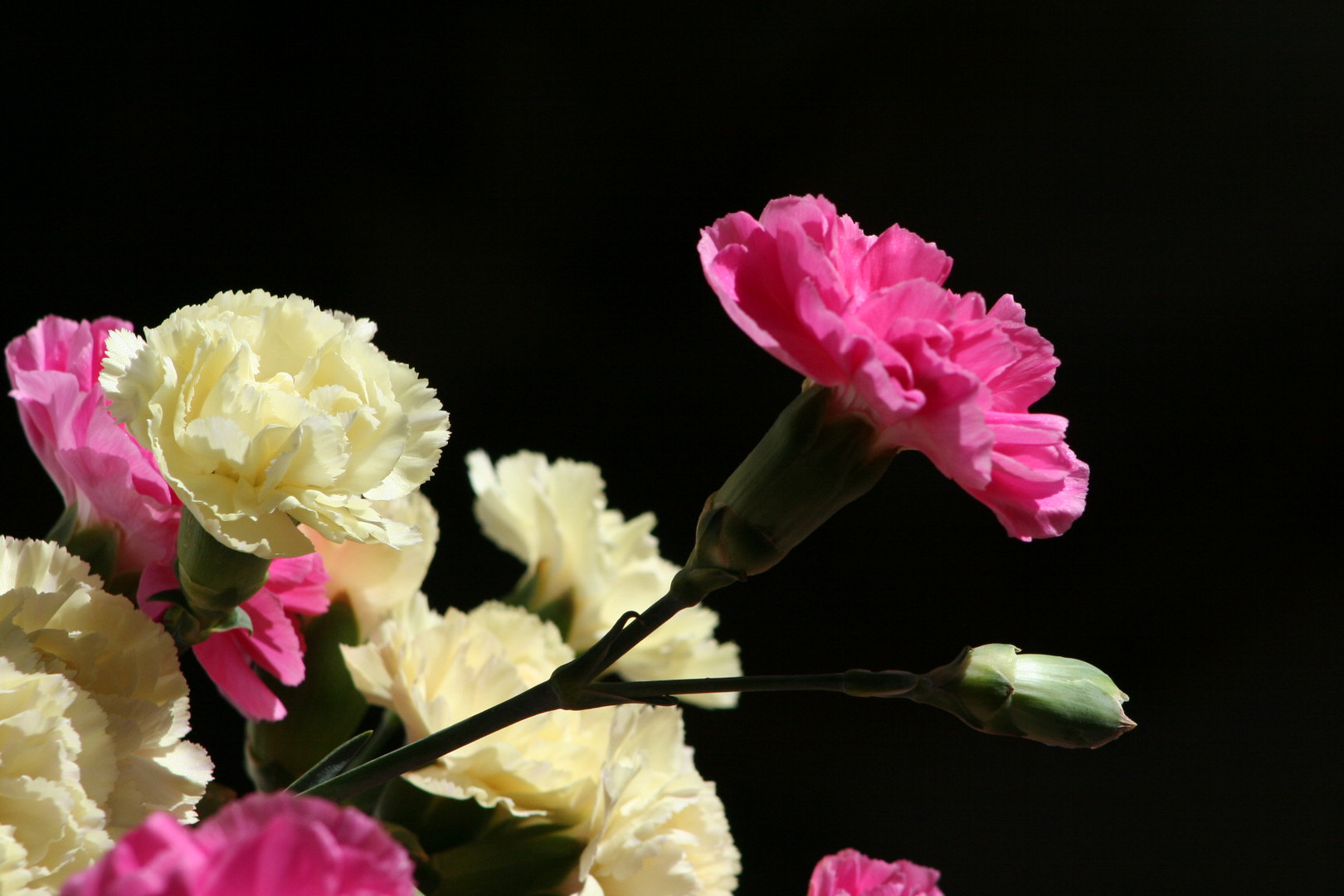 Nelkenblüten