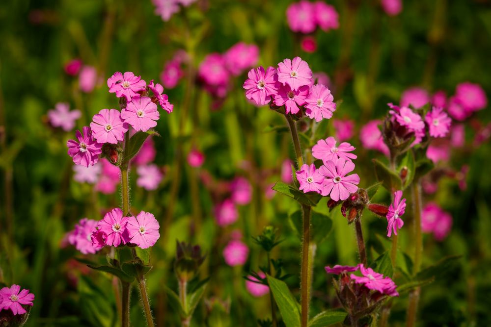 ~ Nelkengewächse (Caryophyllaceae) I ~