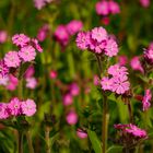 ~ Nelkengewächse (Caryophyllaceae) I ~