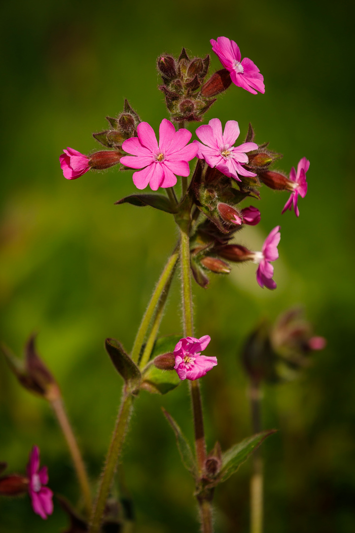 ~ Nelkengewächse (Caryophyllaceae) II ~