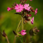 ~ Nelkengewächse (Caryophyllaceae) II ~