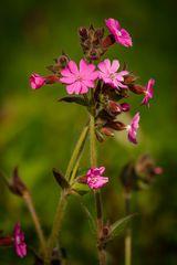 ~ Nelkengewächse (Caryophyllaceae) II ~