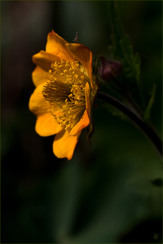 Nelkenwurzblüte