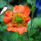 Nelkenwurzblüte in Orange