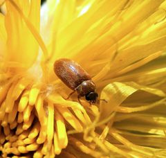 Nelkenwurzkäfer oder Himbeerkäfer ? - Byturus spec. auf Löwenzahn