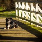 Nell & bridge