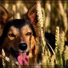 Nell im Feld