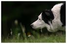 Border Collies