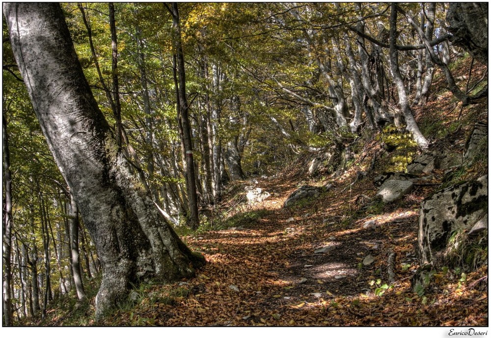 Nella foresta della Contea.....