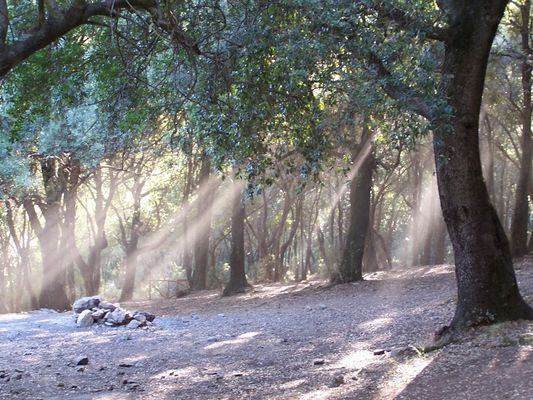 Nella foresta di Lecci