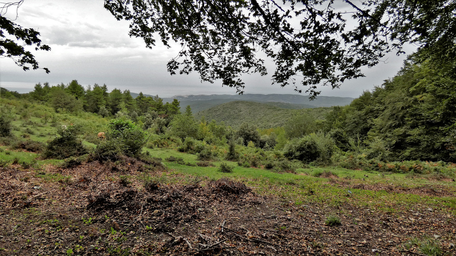 Nella foresta Umbra