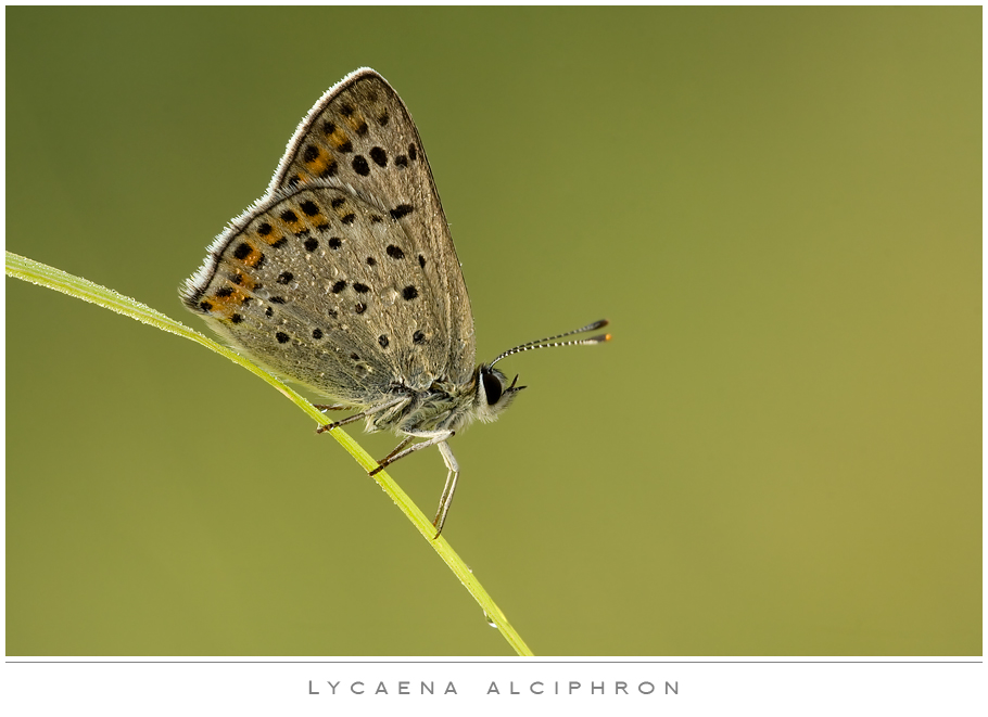 Nella luce del mattino