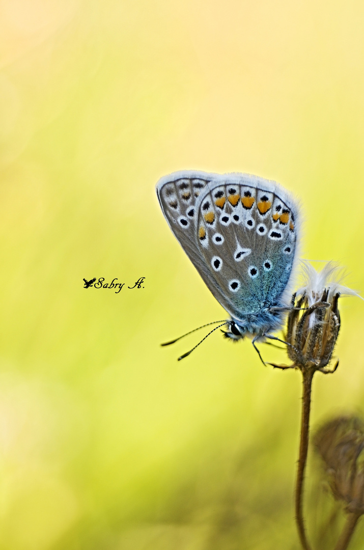 Nella luce dorata