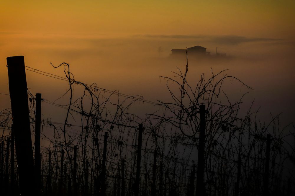 nella nebbia