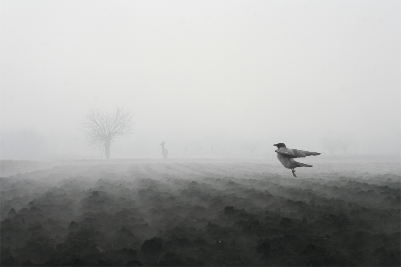 Nella nebbia