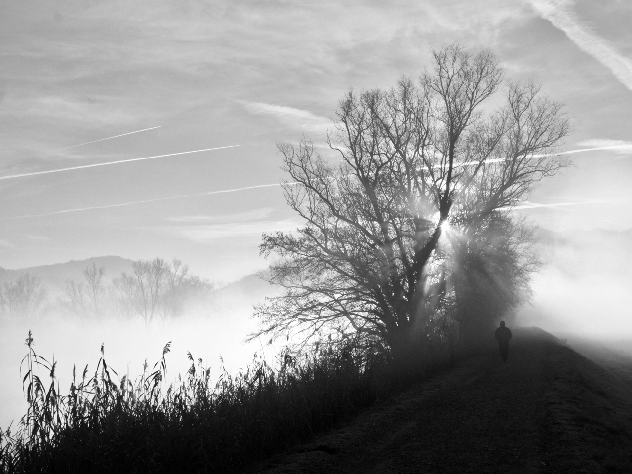 nella nebbia