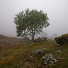 Nella nebbia alpina