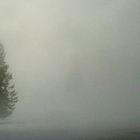 nella nebbia un albero