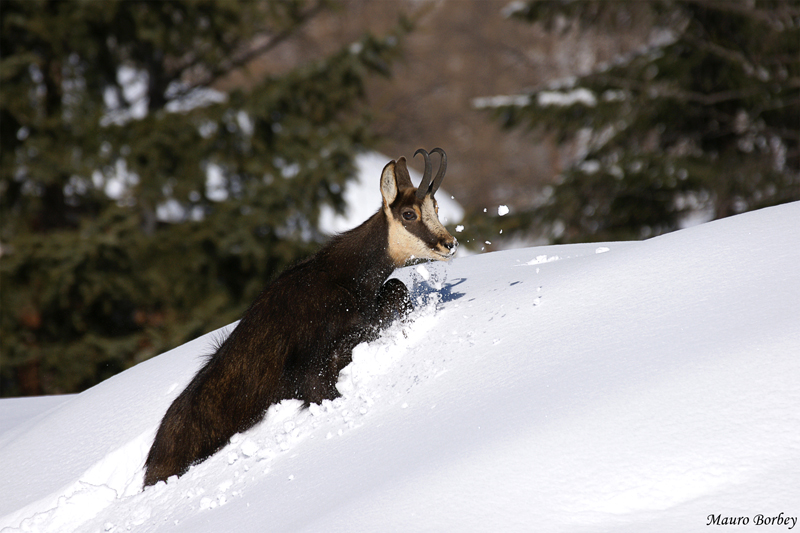 Nella neve alta.