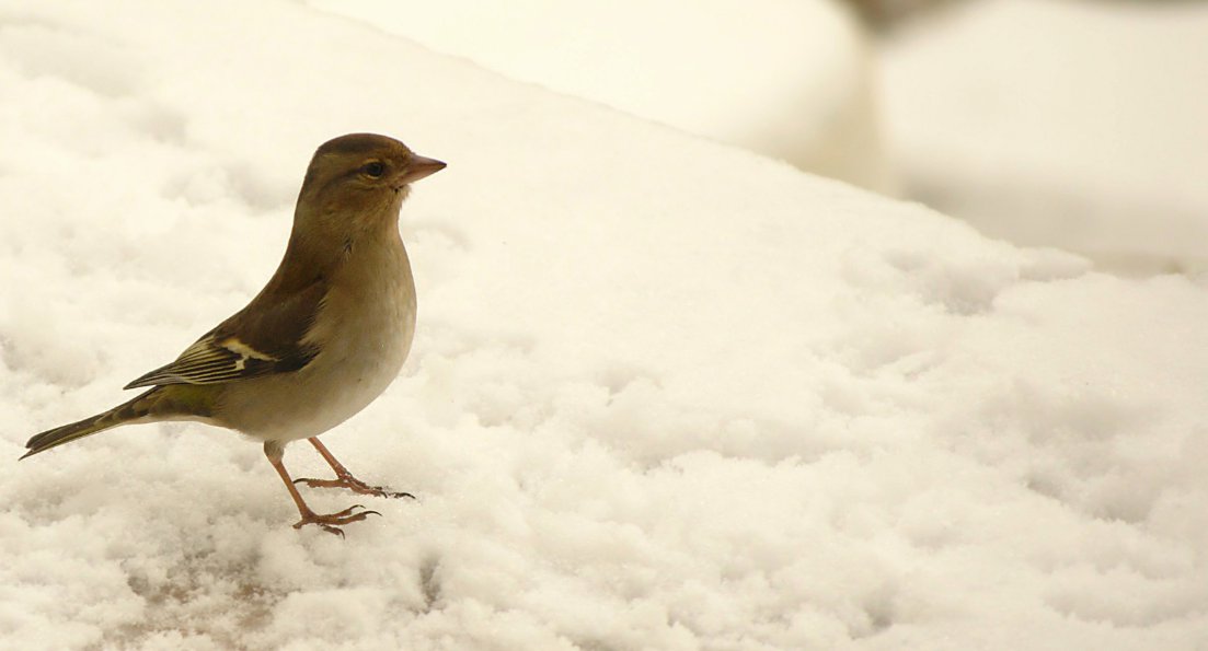 Nella neve d'inverno