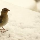 Nella neve d'inverno