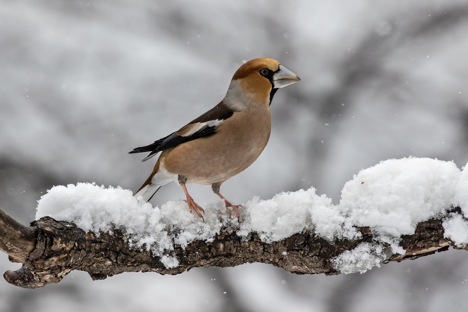 Nella Neve.....