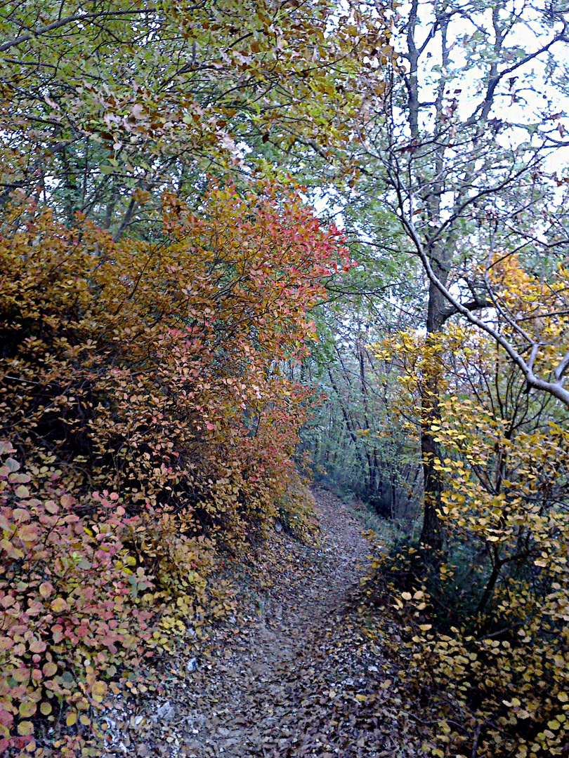 ... nella quiete del bosco!