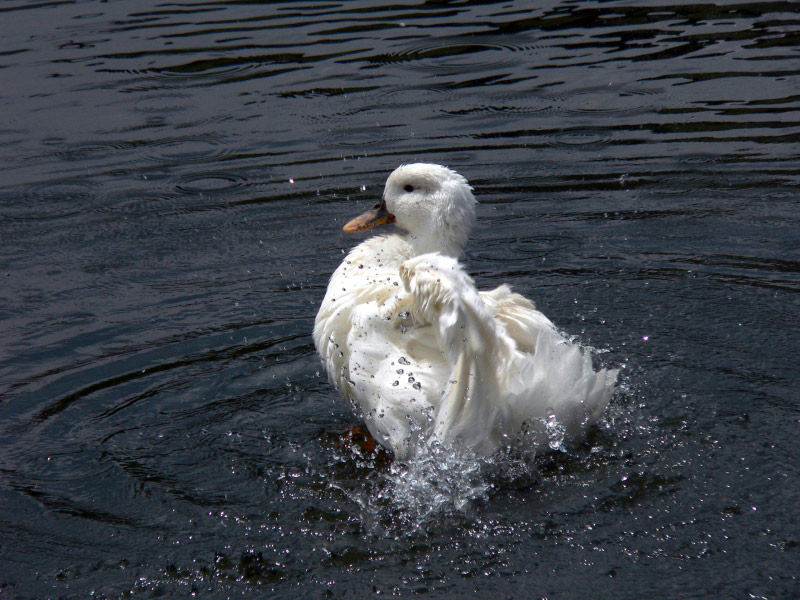 Nell'acqua