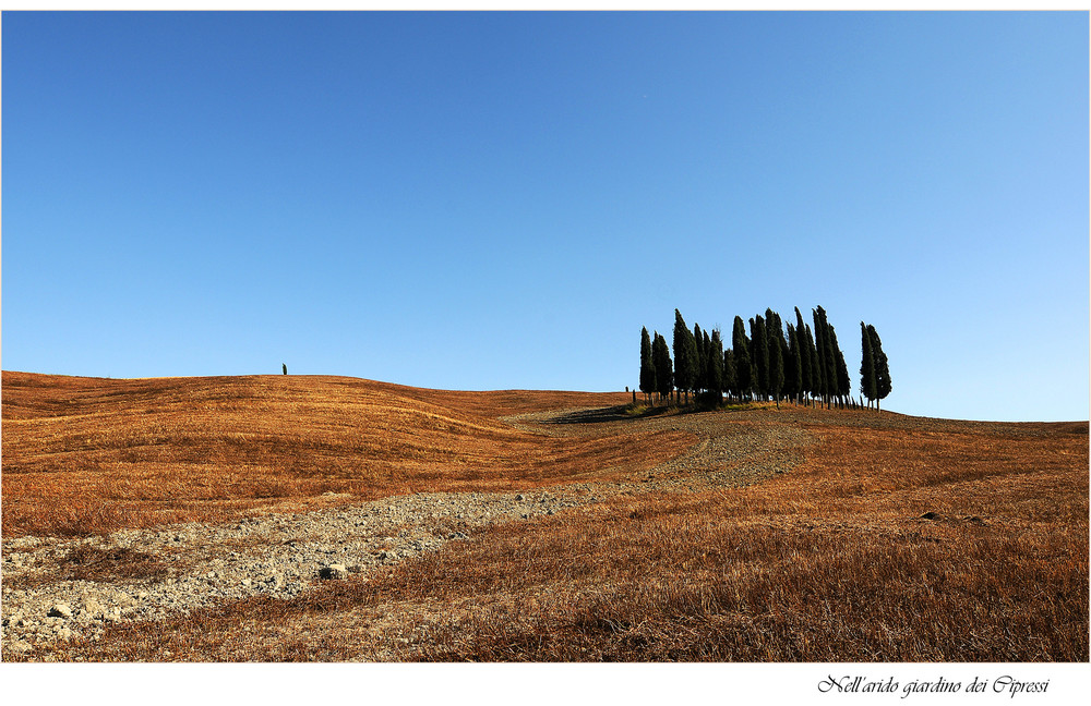 Nell'arido giardino dei Cipressi