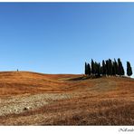 Nell'arido giardino dei Cipressi