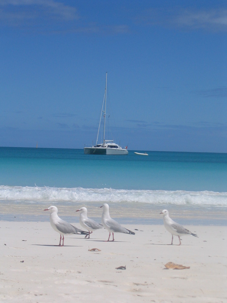 Nelle caledonie