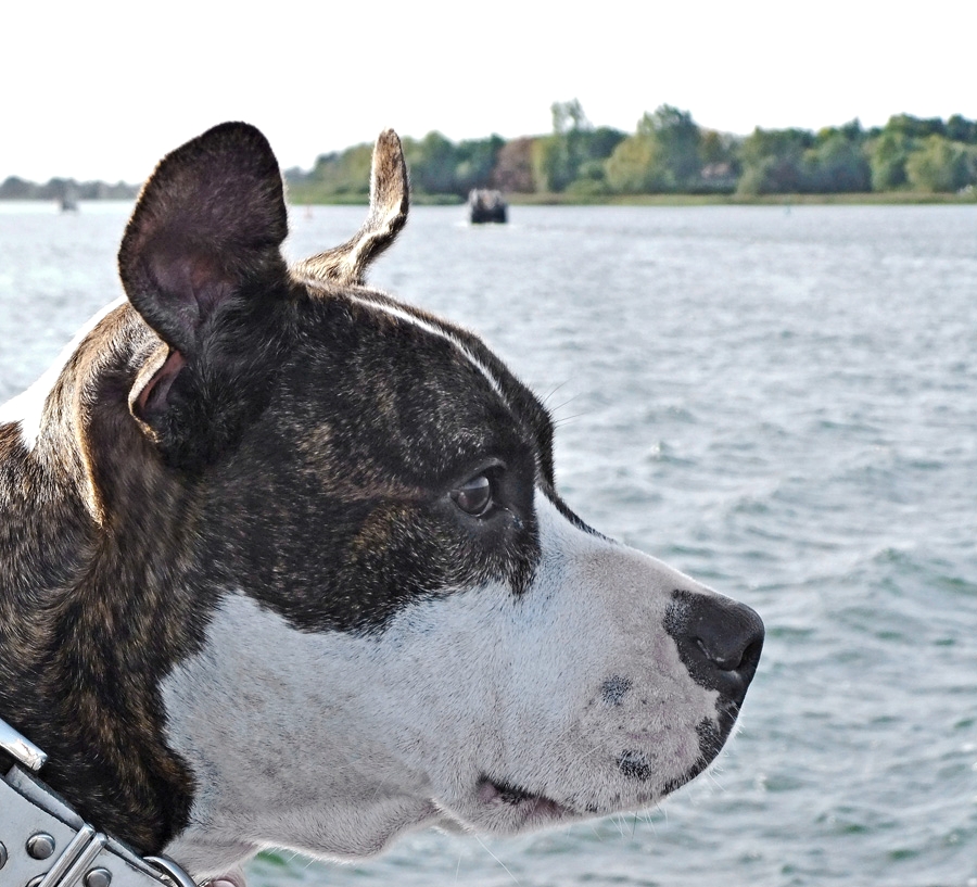 Nelli auf grosser Fahrt