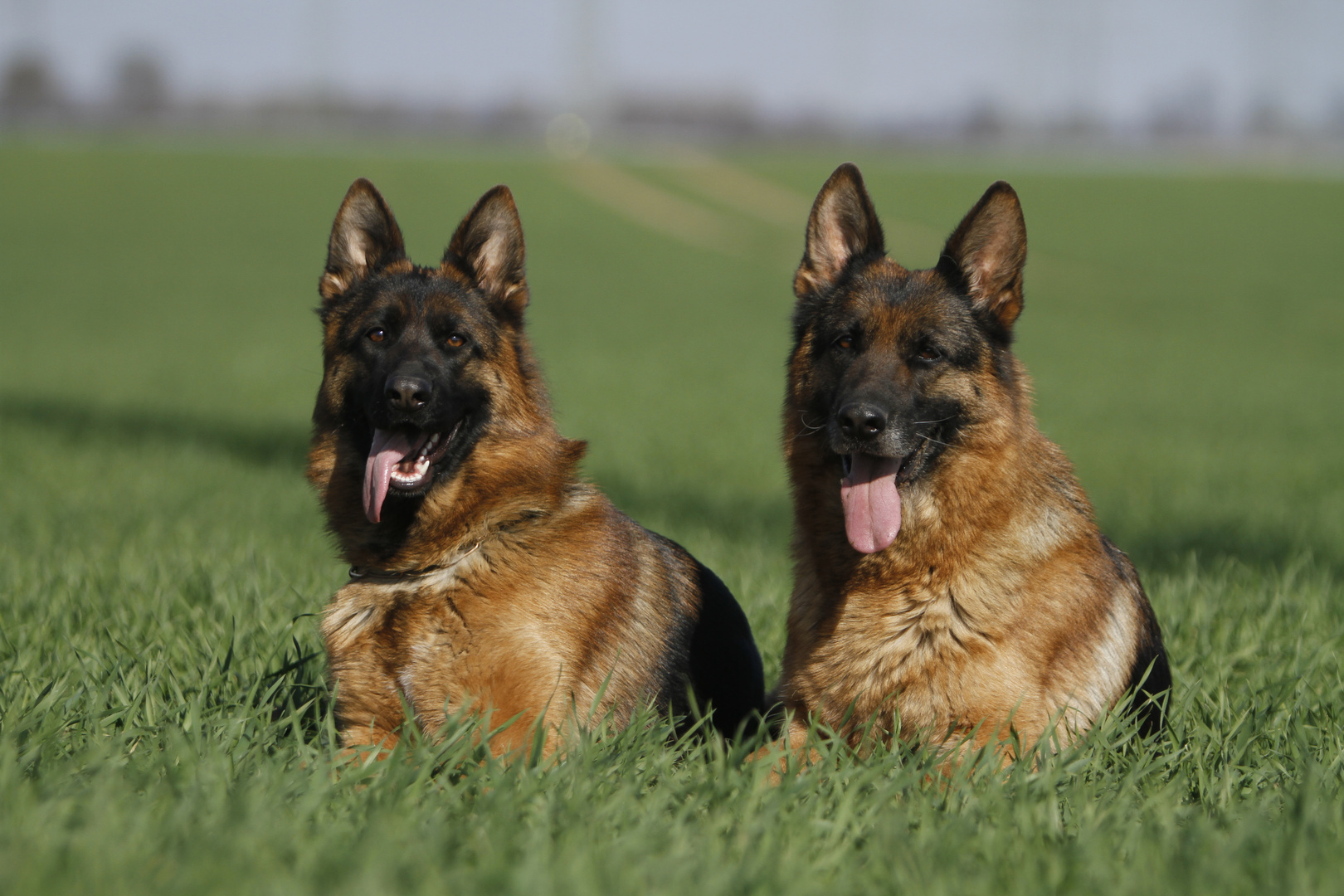 Nelli und ihre Tochter Darling von Godalis