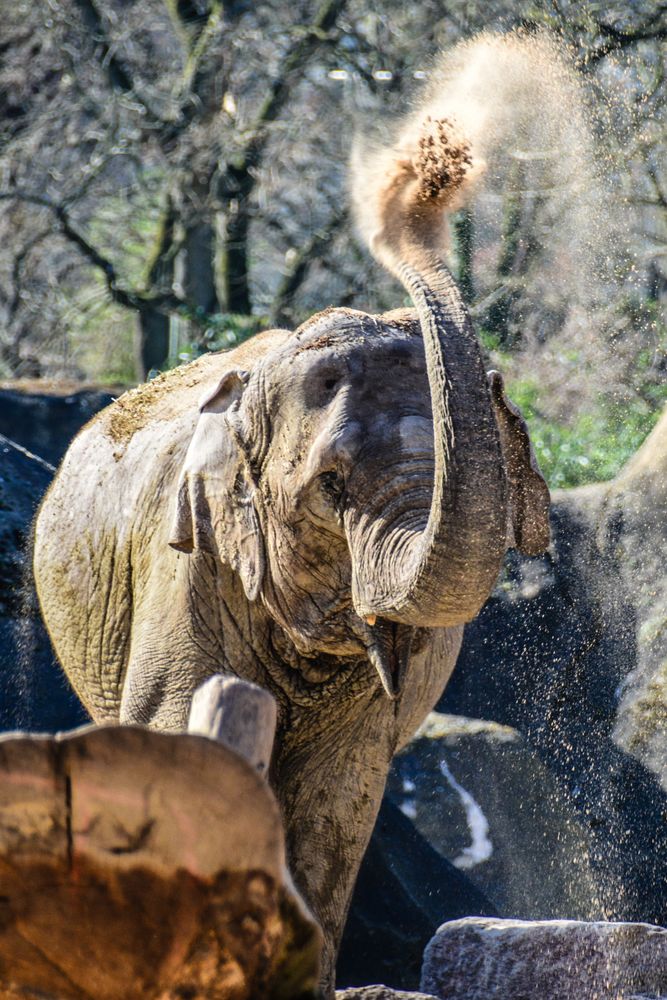 Nellie The Elephant