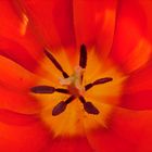 Nell'intimo di un ...tulipano