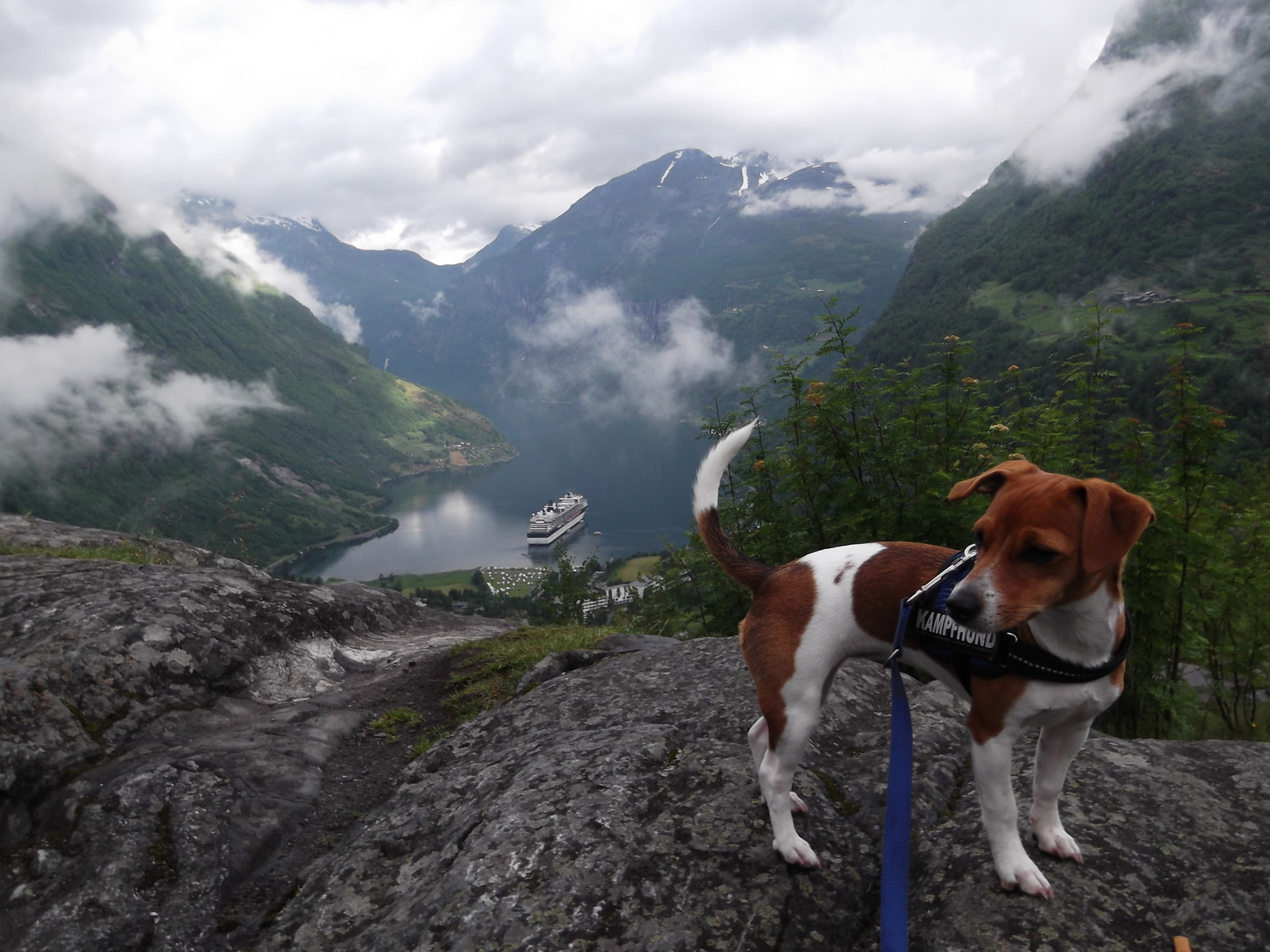 Nelly am Geirangerfjord